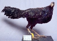 藍腹鷴藏品圖，第3張